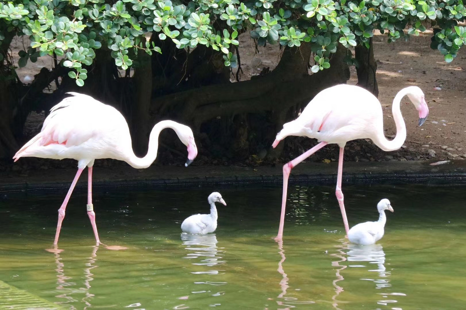 鳥(niǎo)湖有新成員加入 引市民圍觀