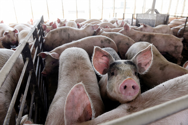 【商報(bào)快評(píng)】「二師兄」勢(shì)將CPI拉進(jìn)「1時(shí)代」