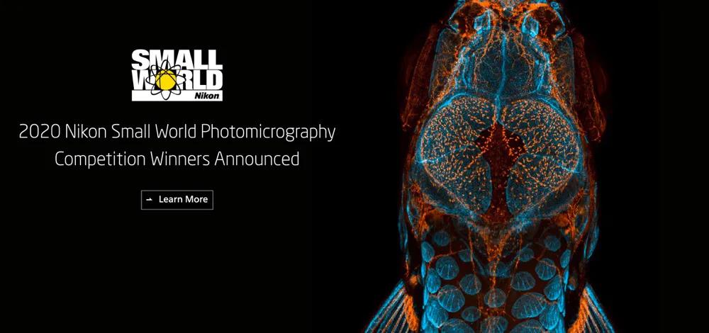 藝術(shù)與科學(xué)之間如何交融？2020尼康顯微攝影大賽揭曉