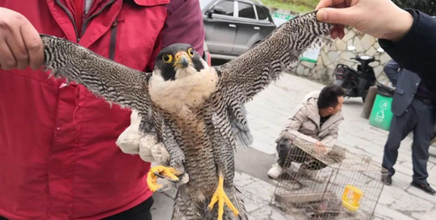 吃食野生動(dòng)物的視頻和直播行為將被嚴(yán)肅查處