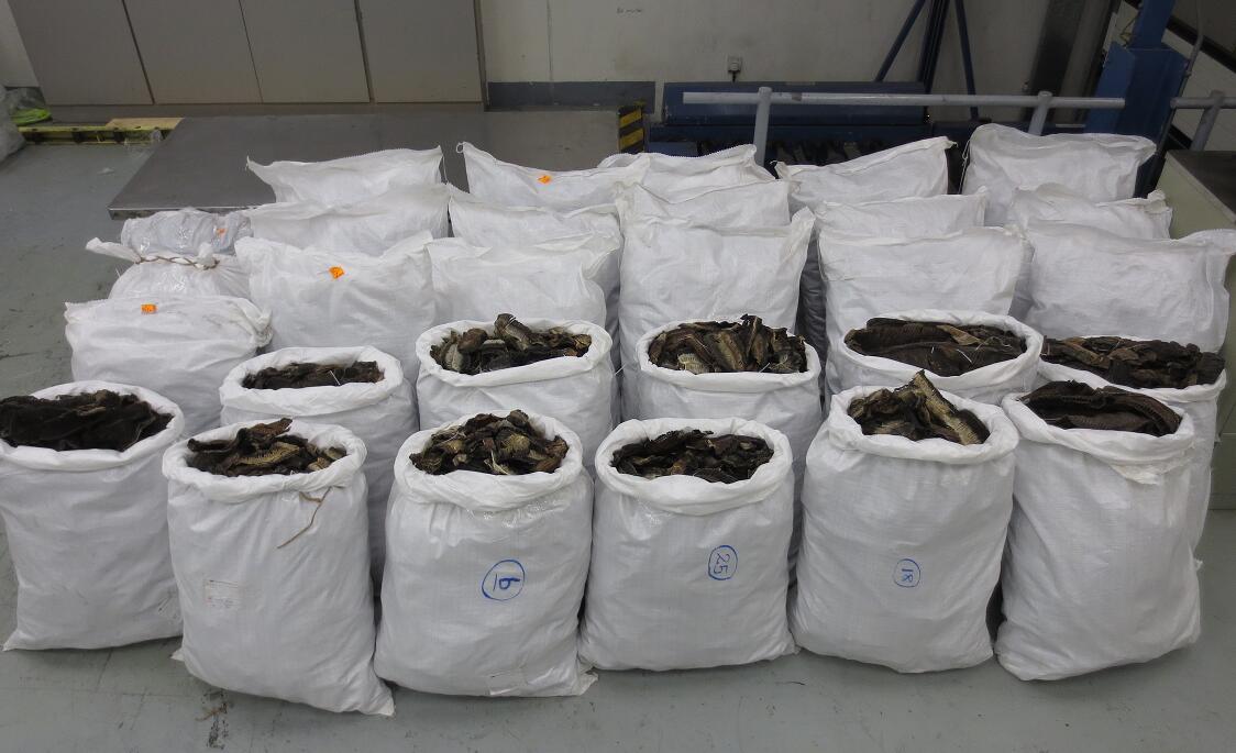 海關(guān)檢獲疑受管制前口蝠鱝鰓 市值約90萬元