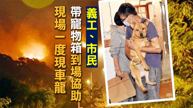 山火迫近元朗狗場(chǎng) 近300義工市民通宵疏散180隻貓狗