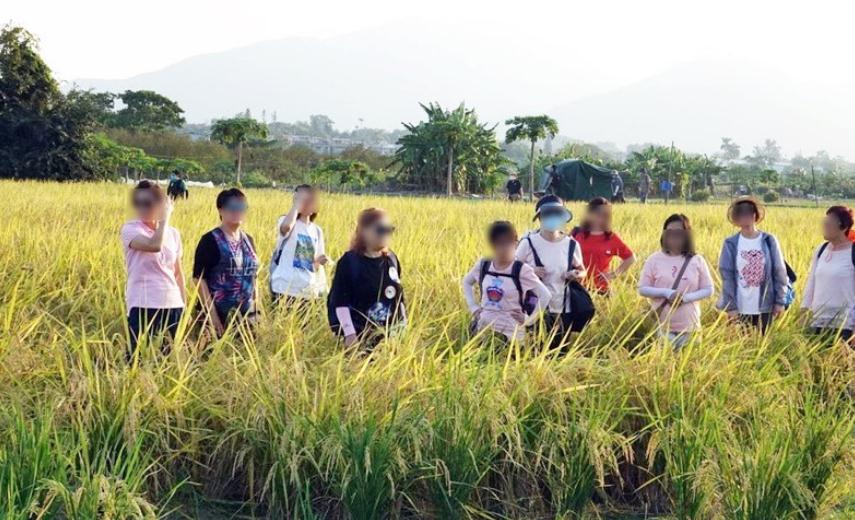 遊人踏毀塱原稻田打卡 網(wǎng)友怒轟無(wú)公德心