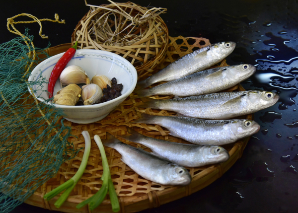 鱭魚(yú)的回憶