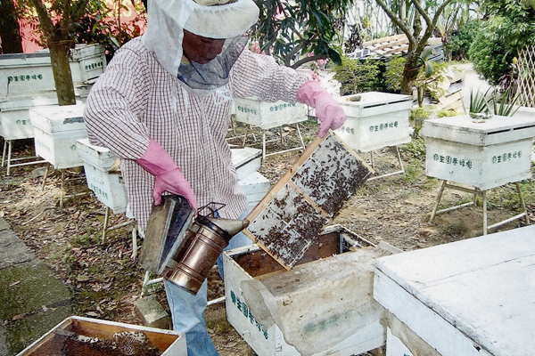 庭檜花開(kāi)蜂蜜香——香港百年蜂場(chǎng)