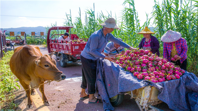 廈門火龍果基地帶動鄉(xiāng)村振興