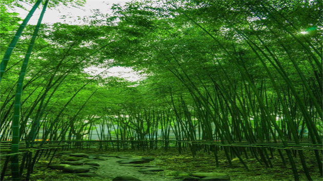 【康養(yǎng)中國】 結(jié)合鄉(xiāng)村振興開展竹林康養(yǎng)建設(shè) 宜賓興文縣積極創(chuàng)建省級竹產(chǎn)業(yè)高質(zhì)量發(fā)展示範(fàn)縣