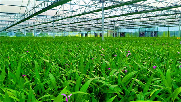 【康養(yǎng)中國】“中國御醫(yī)之鄉(xiāng)”皖祁門康養(yǎng)產(chǎn)業(yè)勃興