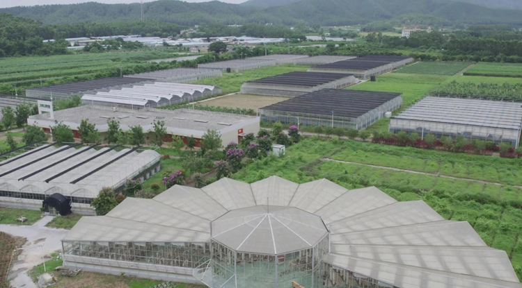 【擁抱大灣區(qū)】40萬(wàn)人次觀看香港青年僑鄉(xiāng)江門(mén)創(chuàng)業(yè)故事