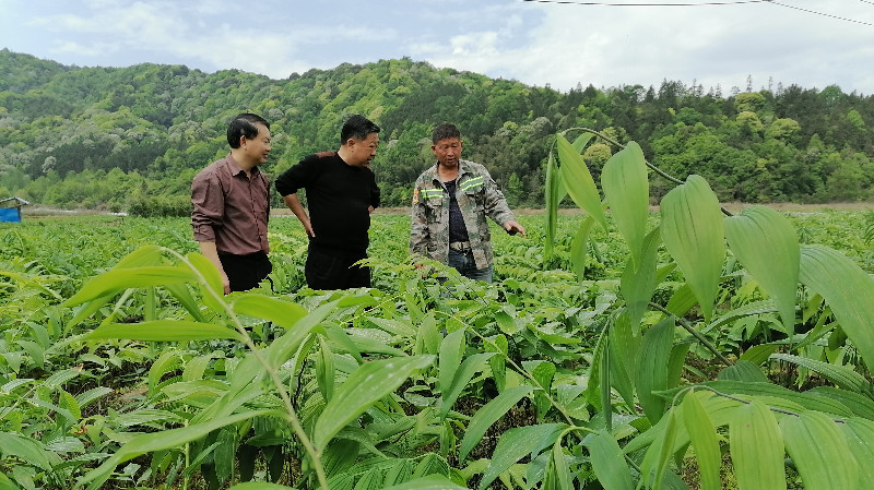 【醫(yī)耀華夏】皖祁門：科研與產(chǎn)業(yè)“聯(lián)姻”促中醫(yī)藥高質(zhì)量發(fā)展