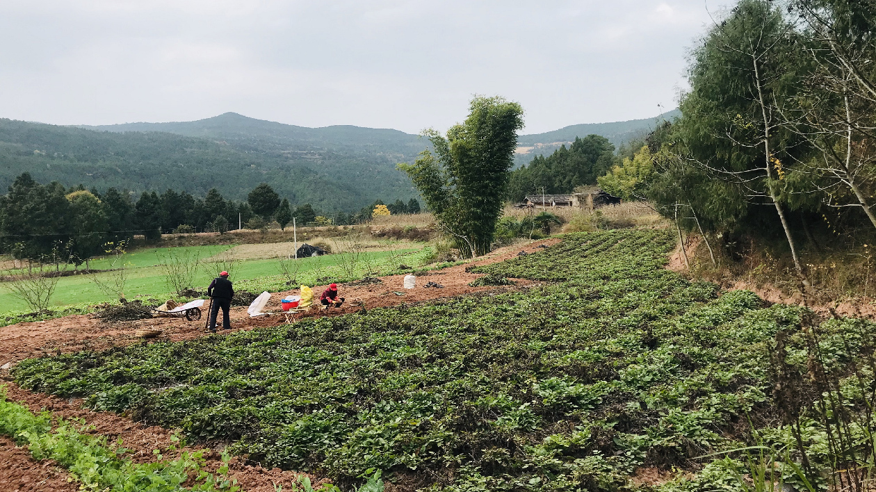 【醫(yī)藥華夏】傳承中醫(yī)藥發(fā)展 四川梓潼春種冬收「丹參」再獲豐收