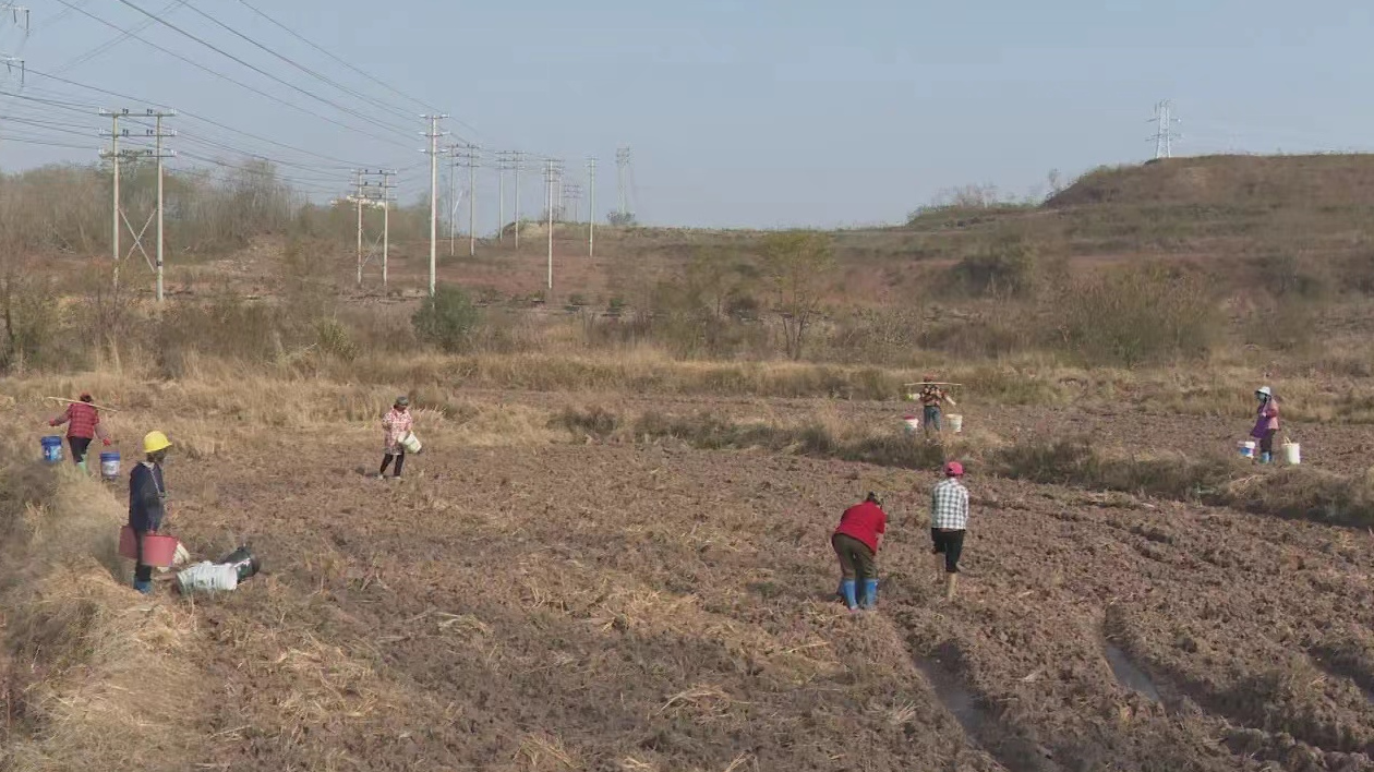 廣東南雄搶抓季節(jié)時(shí)令 計(jì)劃種植煙葉7.3萬畝