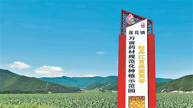 【對(duì)接大灣區(qū)?寒地龍藥耀九州】系列報(bào)道之四十二 黃芪谷里新「大王」