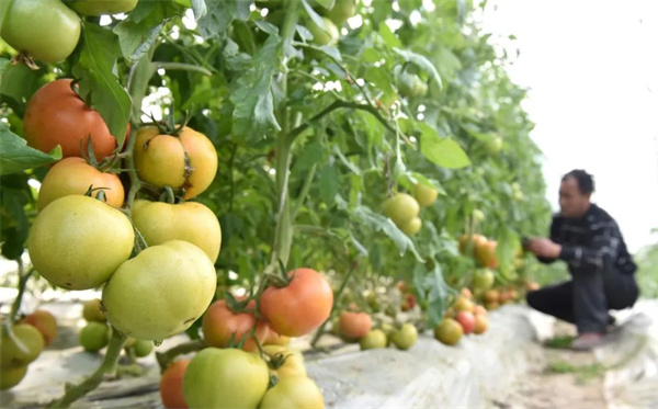 安徽巢湖：不負好春光  果蔬基地生產(chǎn)忙