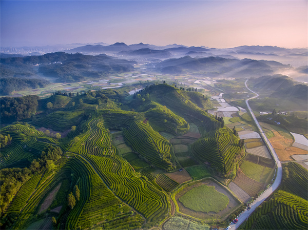 安徽黃山市：「生態(tài)園」種出「放心茶」