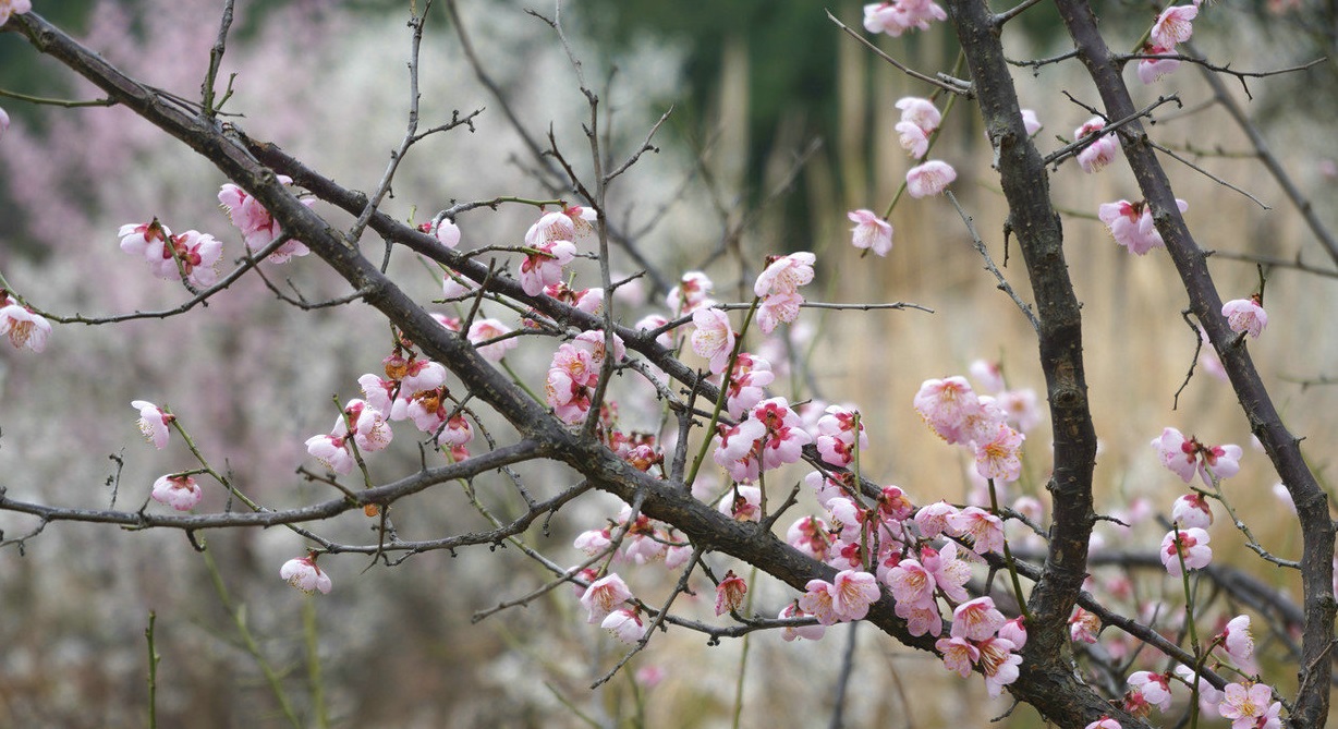 四川綿陽遊仙:青梅千畝興旅遊 農(nóng)旅融合富百姓