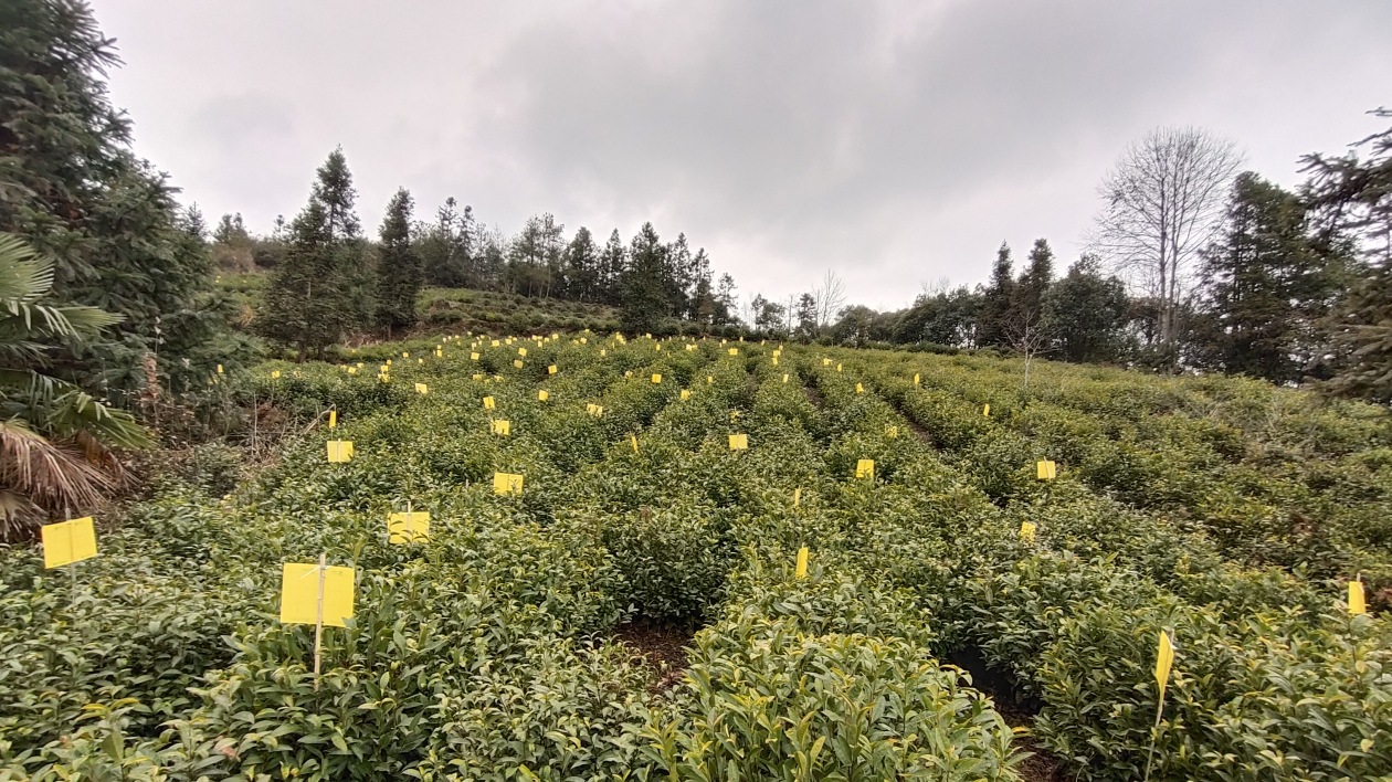 皖黟縣西遞鎮(zhèn)持續(xù)推進(jìn)全域茶園綠色防控