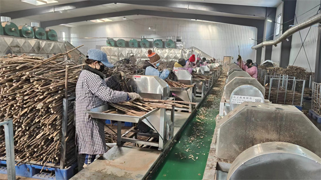 【對接大灣區(qū)·寒地龍藥耀九州】系列報道之四十五 打造「寒地龍藥」最靚名片 探訪刺五加產(chǎn)業(yè)方正林區(qū)樣本