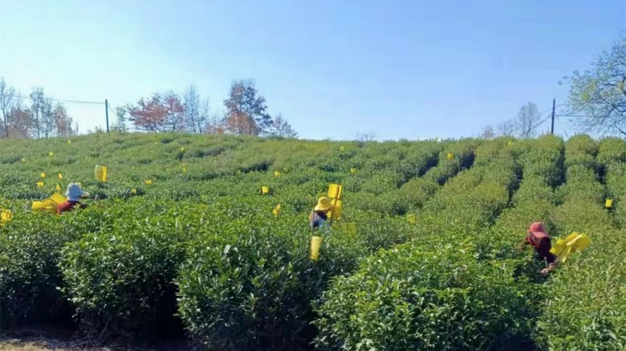 皖黟縣宏村鎮(zhèn)：科技助農(nóng)進老區(qū)