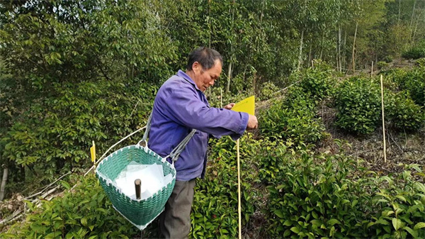 皖徽州區(qū)呈坎鎮(zhèn)：茶園有「綠卡」 茶農(nóng)穩(wěn)增收