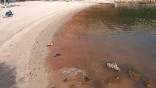 坪洲公眾碼頭20日發(fā)現(xiàn)一宗紅潮 目前已經(jīng)消退