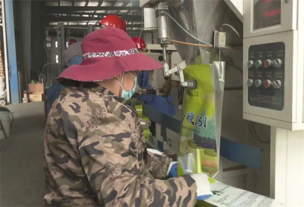 安徽巢湖：制良種保春耕 走好「穩(wěn)糧增效」振興路