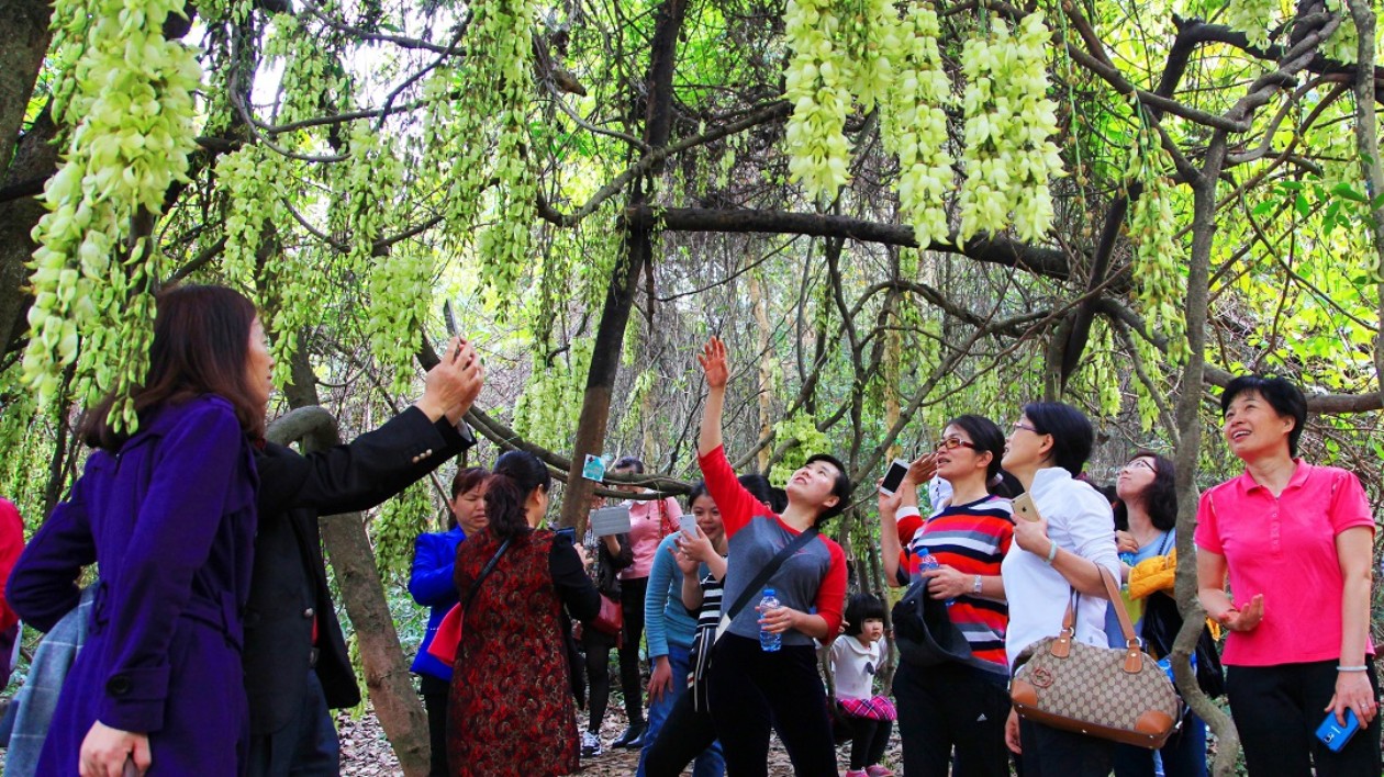 禾雀花開春意鬧  來清溪沉浸式感受「中國最美小鎮(zhèn)」