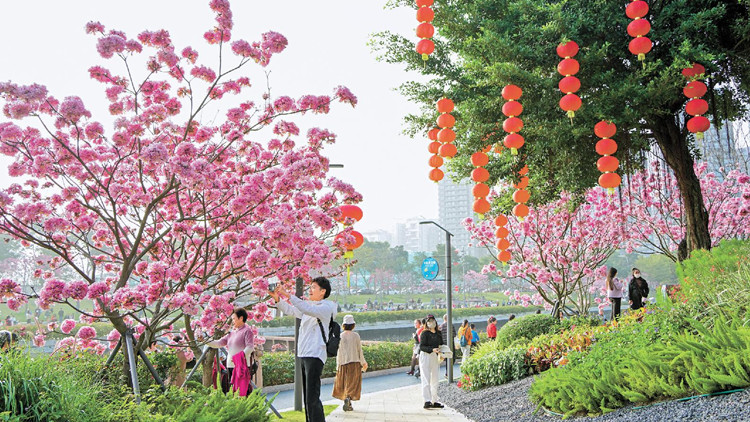深圳入圍內(nèi)地20大賞花勝地 賞花帶動(dòng)露營(yíng)產(chǎn)品「大賣」