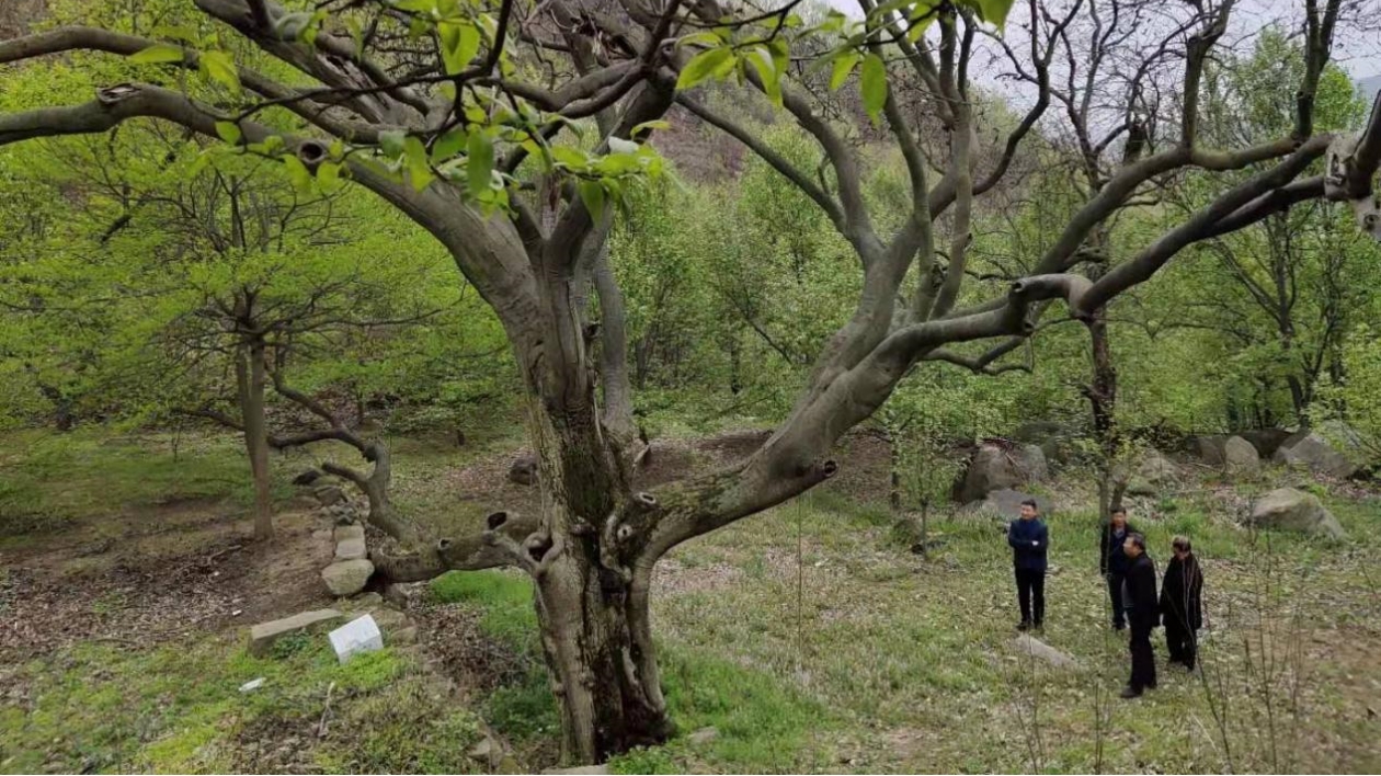 河南南召：念好辛夷產(chǎn)業(yè)「經(jīng)」 加快鄉(xiāng)村振興「路」