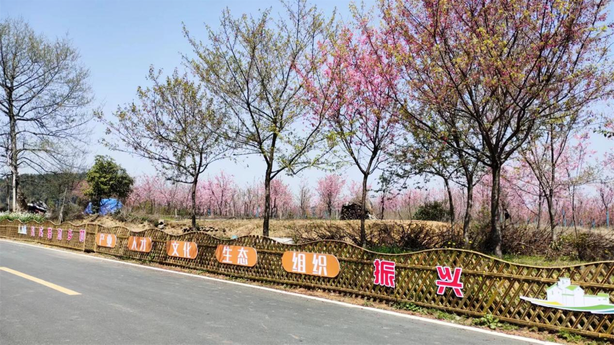 皖屯溪屯光鎮(zhèn)：漢沙竹籬笆成田園風(fēng)景線