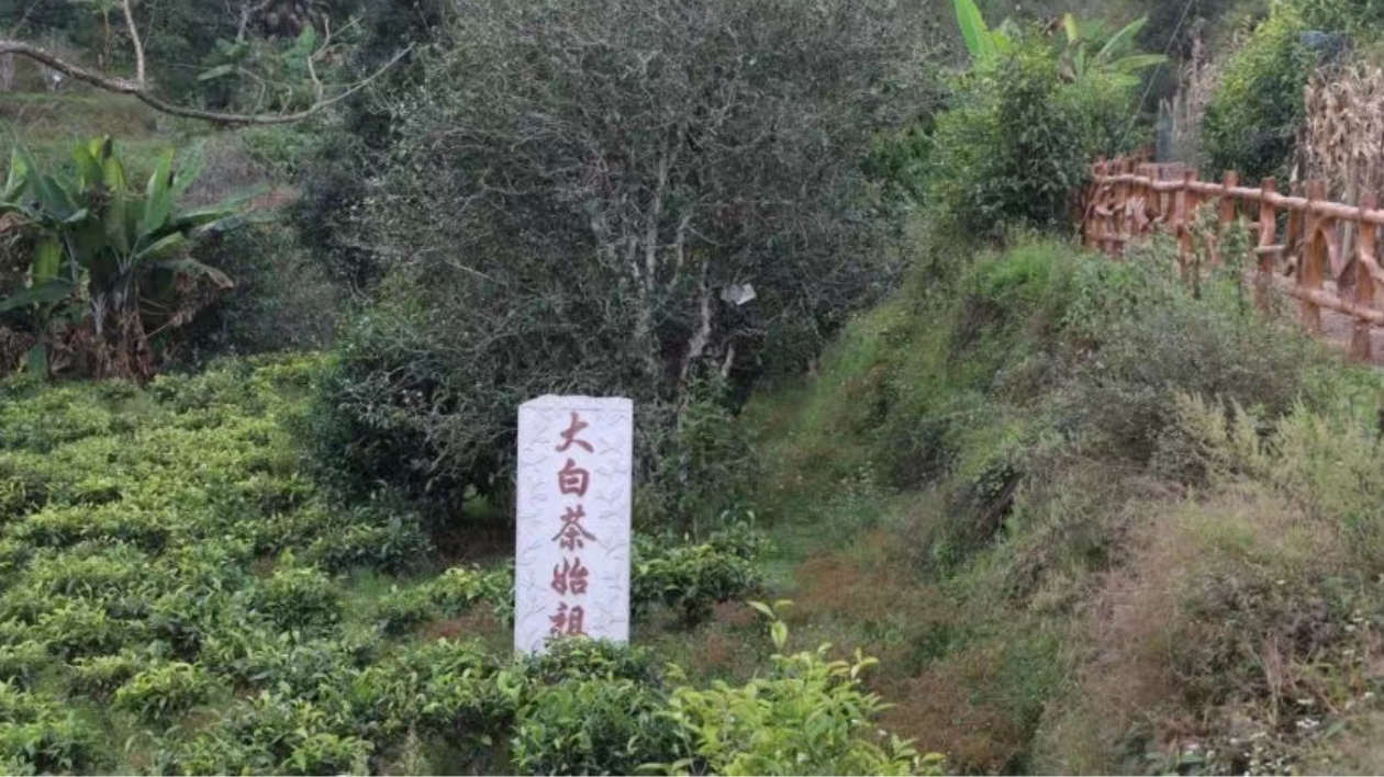 「景谷大白茶」區(qū)域公共品牌正式發(fā)佈