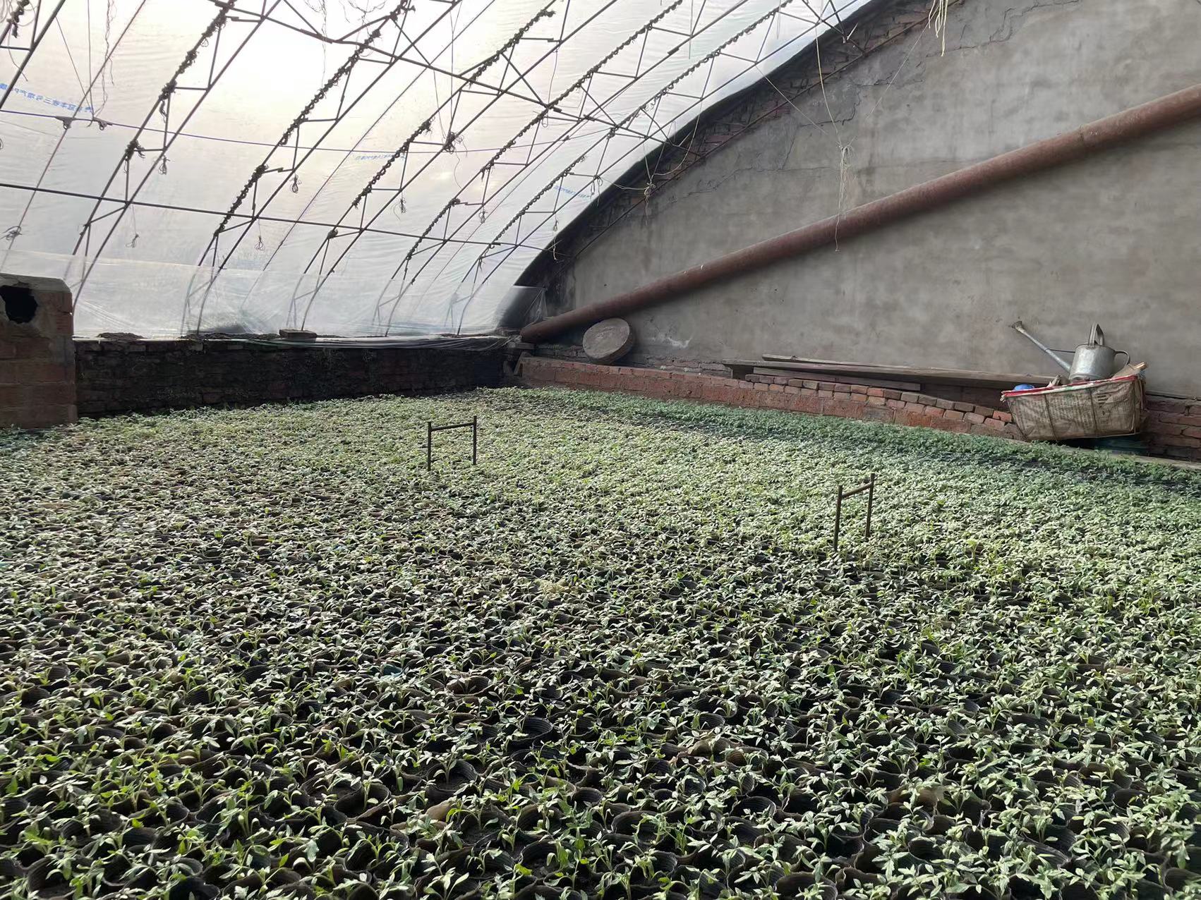 哈市香坊區(qū)：春耕生產(chǎn)繪新景 特色農(nóng)業(yè)亮新顏