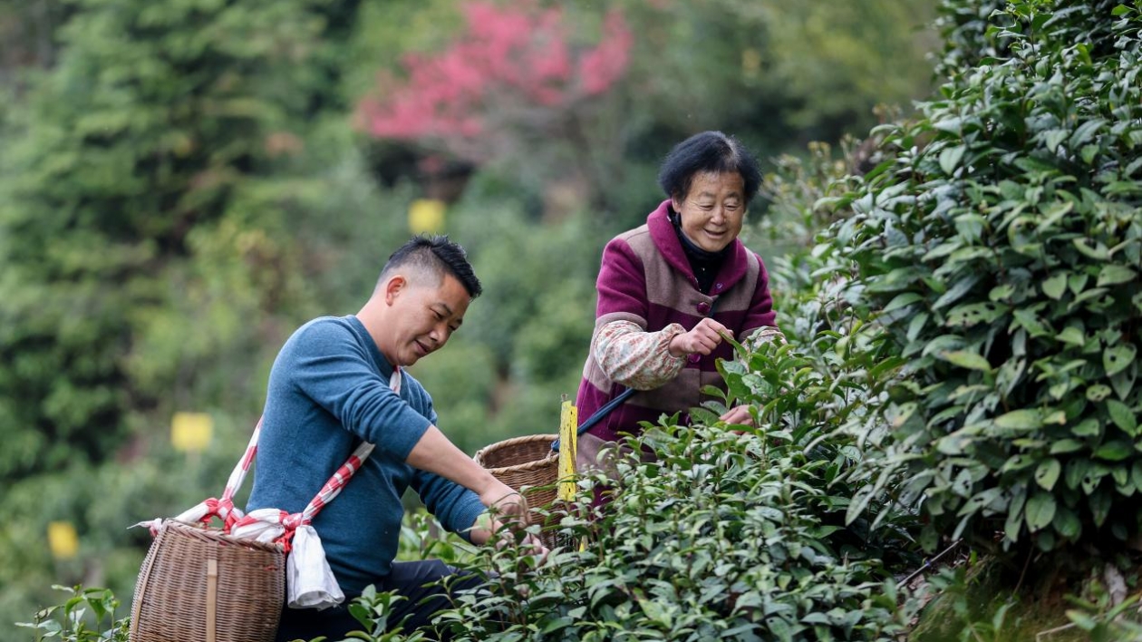 原產(chǎn)地綜合產(chǎn)值估達(dá)15億元 黃山毛峰開(kāi)採(cǎi)