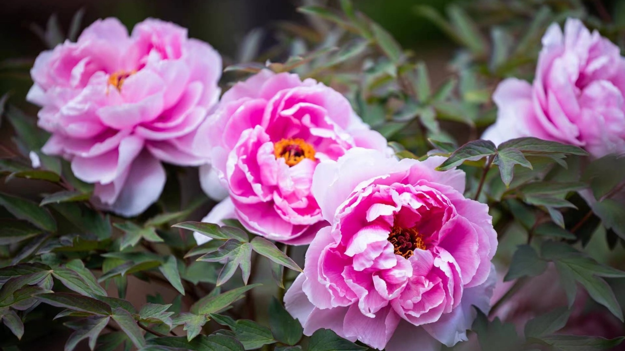 雲(yún)南武定牡丹文化旅遊節(jié)花開有約