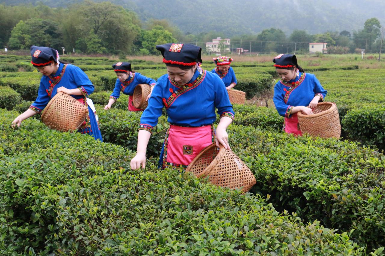 韶關(guān)曲江1.2萬畝茶園搶「鮮」開採