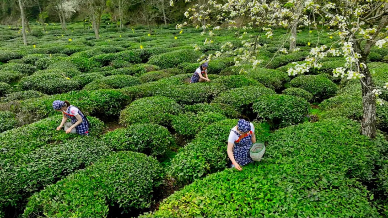 生態(tài)流口歐盟認(rèn)證   邂逅茗洲品味春宴