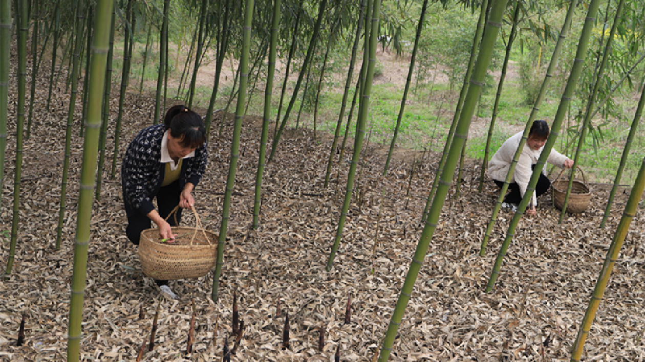 皖黃山區(qū)新華鄉(xiāng)：「四步走」為雷筍上市保駕護(hù)航
