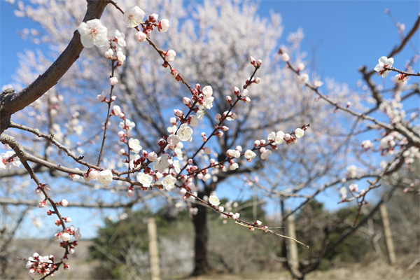 2023瀋陽渾南區(qū)杏花節(jié)暨四季遊活動開幕