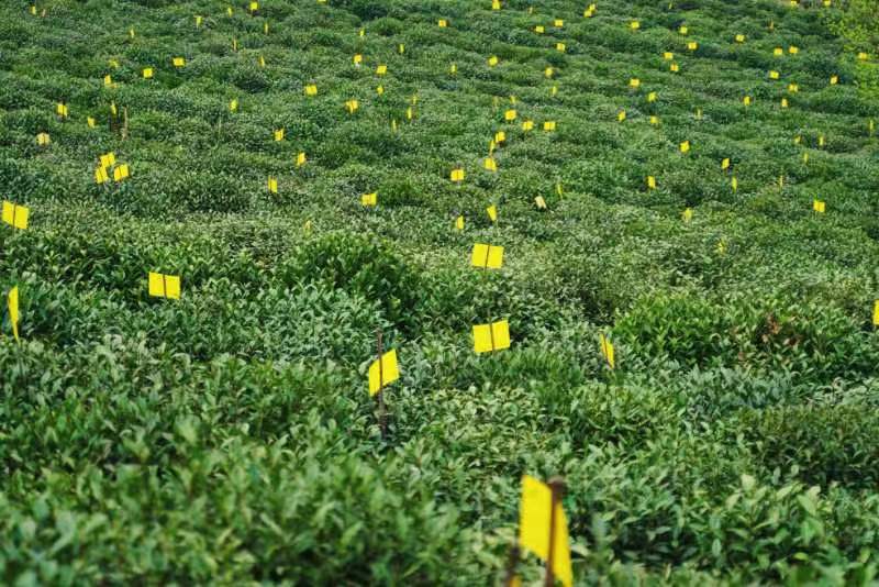在黃山區(qū)，靜候一杯太平猴魁