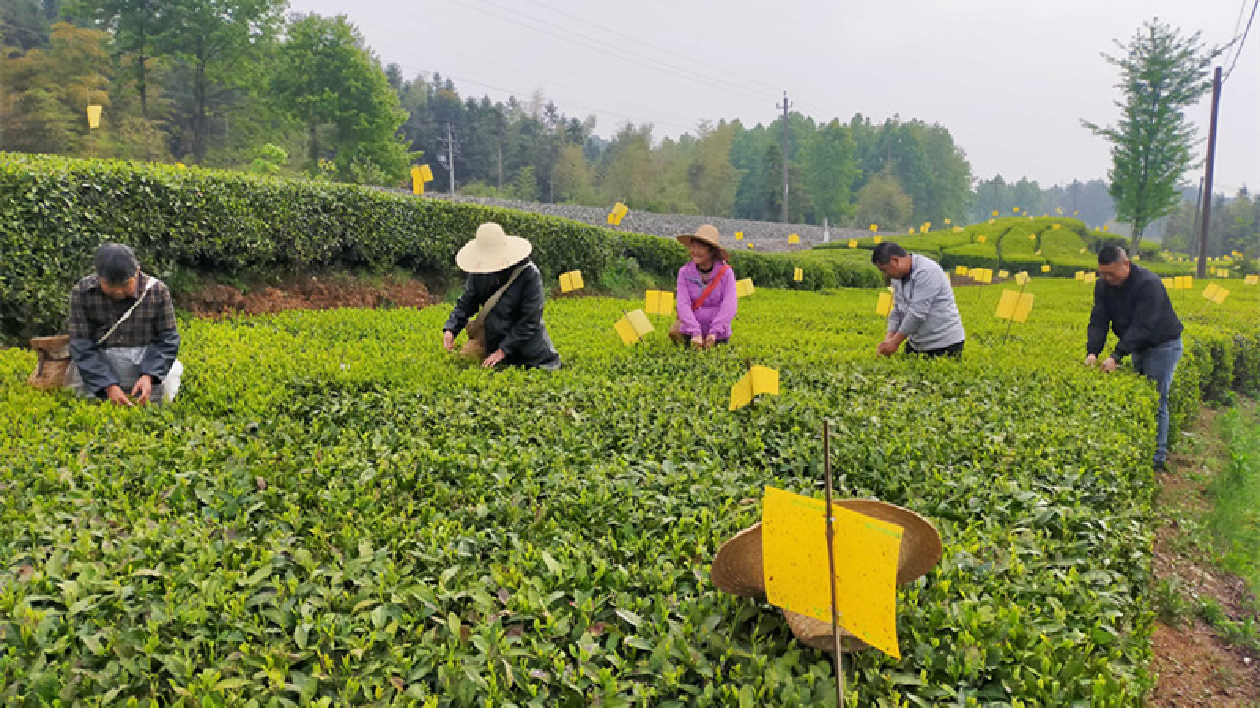 皖休寧齊雲(yún)山鎮(zhèn)：「小葉芽」撐起「致富夢」
