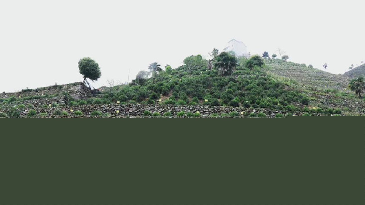 安徽黃山：歙南有白茶  問(wèn)茶蜈蚣嶺