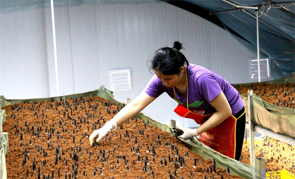 韶關(guān)曲江發(fā)展菌菇特色產(chǎn)業(yè)鏈賦能鄉(xiāng)村振興