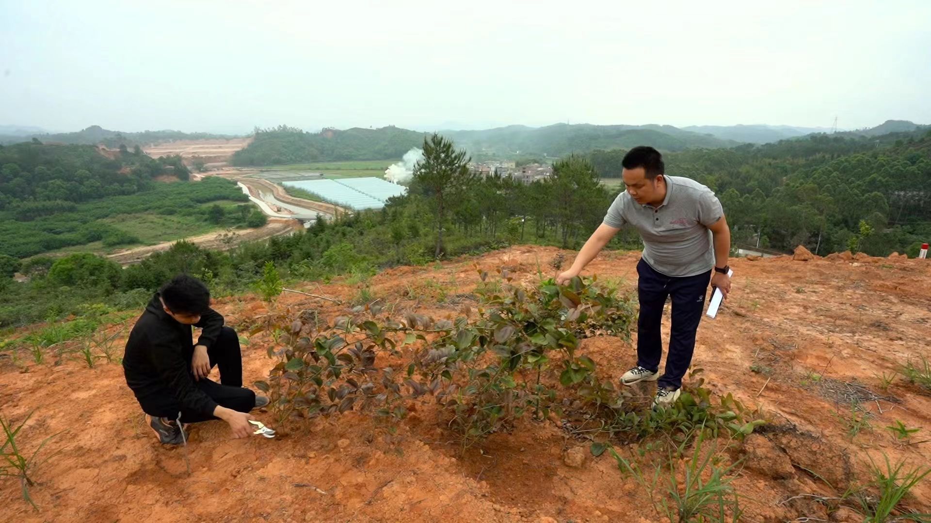 廣東新豐引入油茶種植項目激活鎮(zhèn)域發(fā)展動能