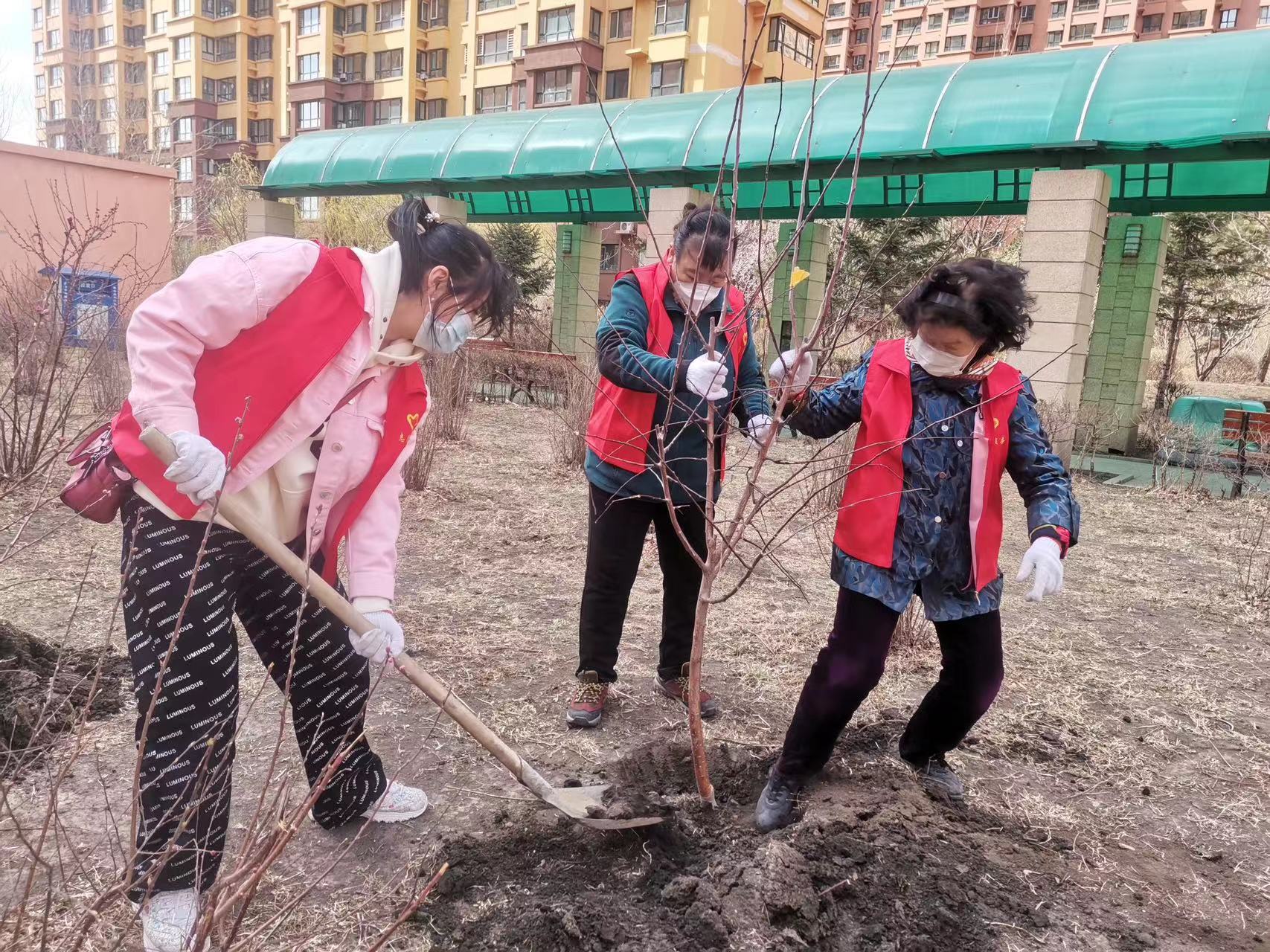 哈市香坊區(qū)長江路社區(qū)開展「為小區(qū)添綠，為黨旗添彩」植樹活動
