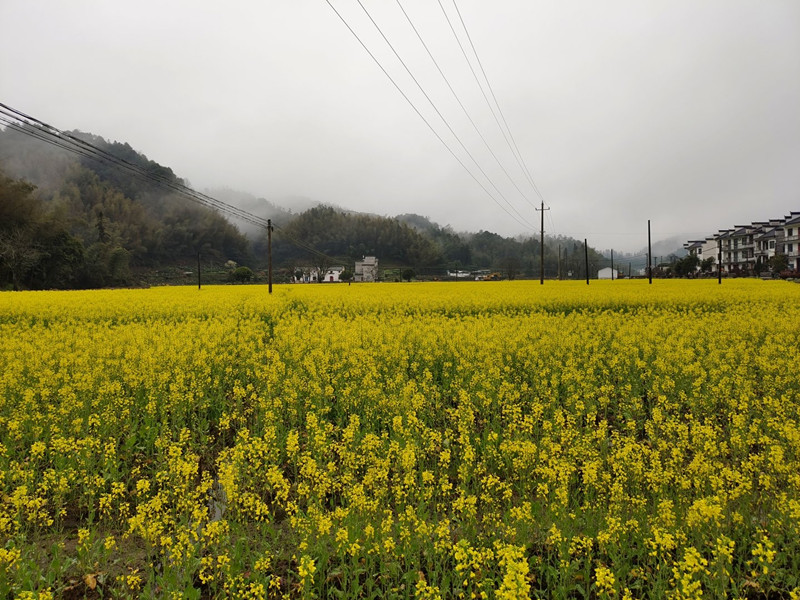 項(xiàng)目帶動(dòng)促共富  皖黟縣合作社試點(diǎn)建設(shè)見成效