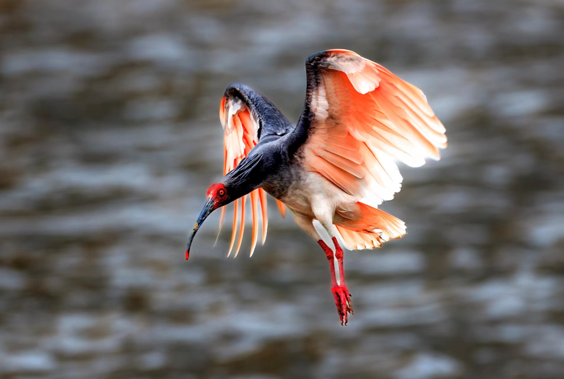 甘肅白龍江畔時隔70年再迎朱?