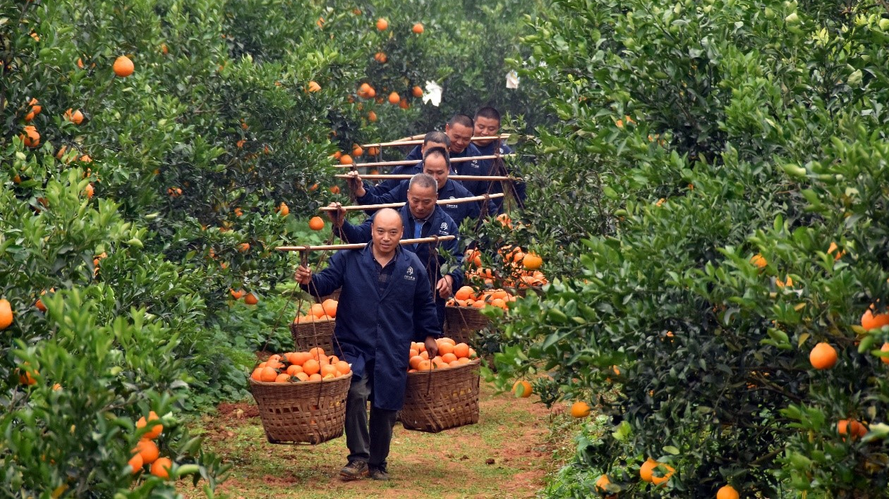 丹稜——廣東以桔橙牽手 為農(nóng)商文旅融合高質(zhì)量發(fā)展注入新活力