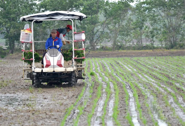安徽巢湖：立夏時(shí)節(jié)勞作忙