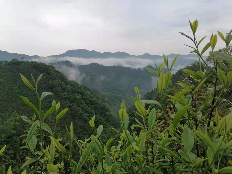 皖祁門縣：「綠色銀行」加速變現(xiàn)