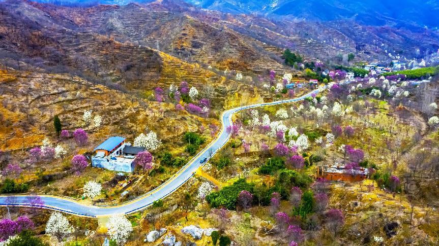 河南南召：搶佔新賽道 綻放「花經(jīng)濟(jì)」